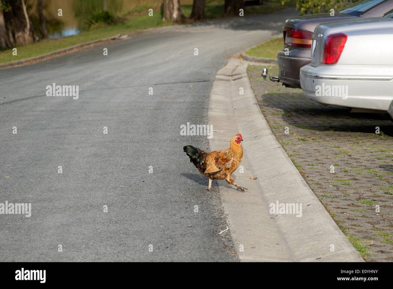 Descubre La Emoción de Jugar Chicken Road en España de Verdad - overview